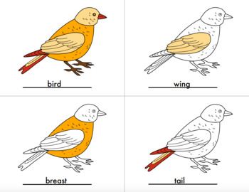 Preview of Parts of Bird Coloring Set with Control Cards - Montessori Printables