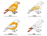 Parts of Bird Coloring Set with Control Cards - Montessori