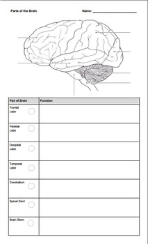 Preview of Parts of Brain Notes and Coloring