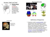 Parts of Brain Powerpoint Anatomy or Psychology Dopamine L