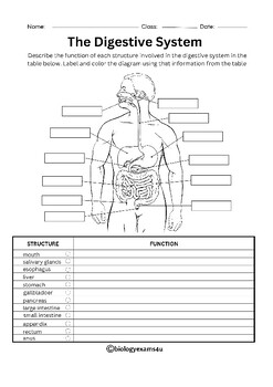 Parts of Digestive System Labeling Worksheet, Crossword and Word Search