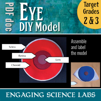 Krankenhaus Schule Supplies mit 6 Teilen, 3 fach Augenmodell Eye Model Labor 