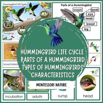 Preview of Parts of Hummingbird Life Cycle Characteristics Types of Hummingbirds Montessori