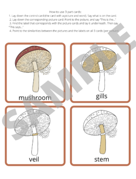 Preview of Parts of Mushroom 3 Part Cards