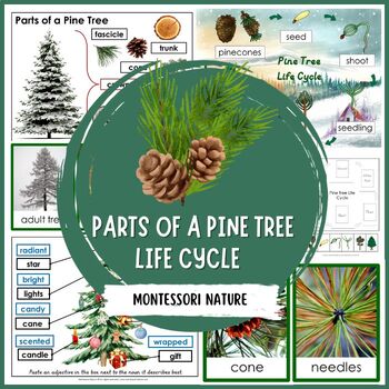 Preview of Parts of Pine Tree Life Cycle  Montessori