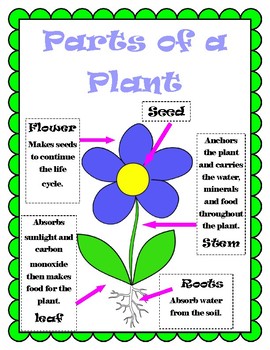 Parts of Plant Poster by Miss Katie's Class | TPT