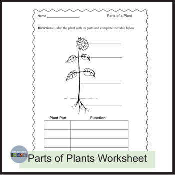 Parts of a Plant Activity Worksheet by Dr Dave's Science | TPT