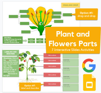 Preview of Parts of Plants & Flowers - Label, drag-and-drop, describe in Google Slides