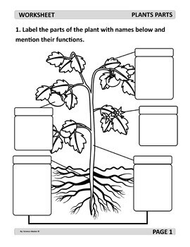 Parts of Plant Worksheet Distance Learning by Science Master | TpT