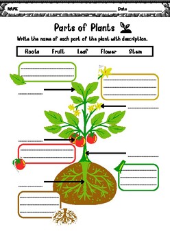 Preview of Parts of Plants Worksheet for Elementary School Children|Free until June