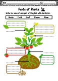 Parts of Plants Worksheet for Elementary School Children|F