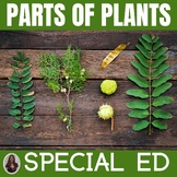 Parts of Plants for Special Education PRINT and DIGITAL