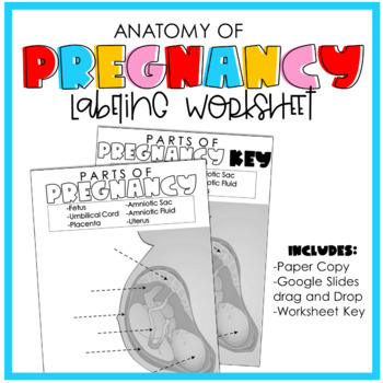 Preview of Parts of Pregnancy Labeling Activity-Includes a Digital Version
