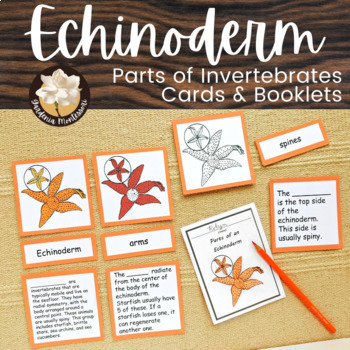 Preview of Parts of Starfish Echinoderm Zoology Montessori Parts of Animals Invertebrates