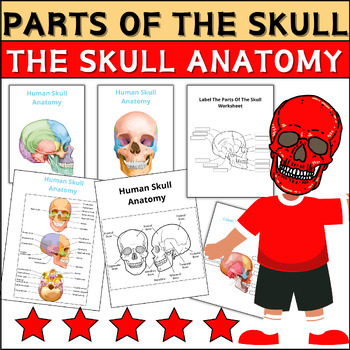 Preview of Parts of THE SKULL Coloring/Labeling Anatomy- Human Body - THE SKULL Worksheet