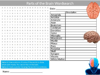 Preview of Parts of The Brain Wordsearch Sheet Starter Activity Mind Psychology