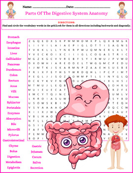 Preview of Parts of The Digestive System ANATOMY - Word Search Puzzle Activity ⭐No Prep ⭐