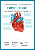 Parts of The Heart-Worksheet w/ Answer key