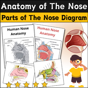 Parts of The Nose Coloring/Label Anatomy-Human Body- Parts of The Nose ...