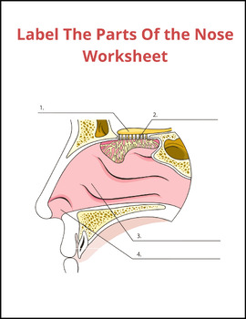 Parts of The Nose Coloring/Label Anatomy-Human Body- Parts of The Nose ...