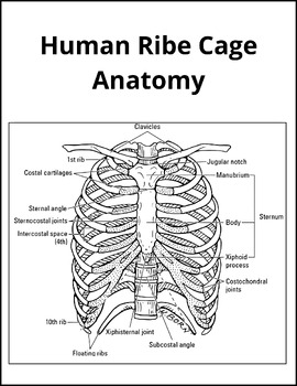 Parts of The Thoracic Cage Coloring/Labeling Anatomy - The Rib Cage of ...