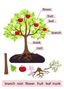 Parts of Tree.Clipart.Tree structure trunk, root, branch, fruit, leaf, root