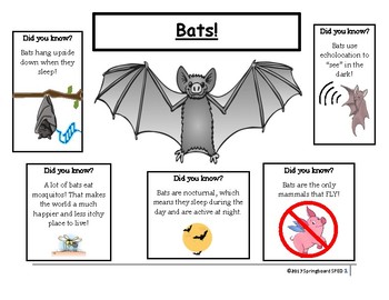 Parts of a Bat! by Adaptable Ed | Teachers Pay Teachers