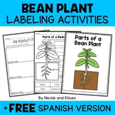 Parts of a Bean Plant Activities + FREE Spanish