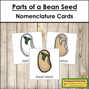 Preview of Parts of a Bean Seed 3-Part Cards - Montessori Nomenclature