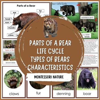 Preview of Parts of a Bear Life Cycle Types of Bears Characteristics Montessori