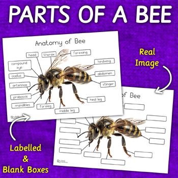 Parts of a Bee | Bee Anatomy | REAL IMAGE | Labelled & Blank Boxes