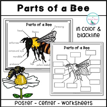Parts of a Bee Labeling Activities by Dinosaurs and Fairy Dust | TPT