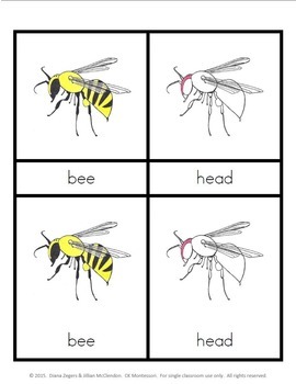 Preview of Montessori Parts of a Bee - 3 Part Cards plus a copy cat song!