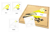 Parts of a Bird 3-Part Cards - Montessori Nomenclature