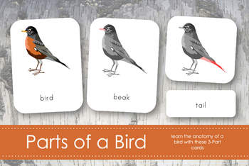 https://ecdn.teacherspayteachers.com/thumbitem/Parts-of-a-Bird-3-Part-Nomenclature-Cards-Montessori-3304402-1501583470/original-3304402-1.jpg