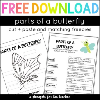 Parts of a Butterfly by A Pineapple for the Teacher | TpT