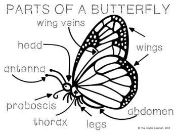 Parts of a Butterfly 3-Part Cards, Book Making Masters, and Parts Diagram