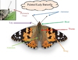 Parts of a Butterfly