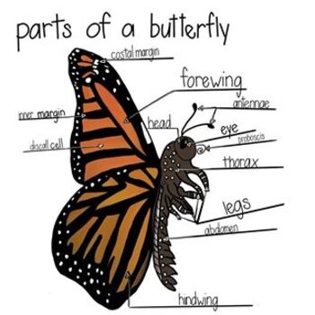 Preview of Parts of a Butterfly- English and Spanish