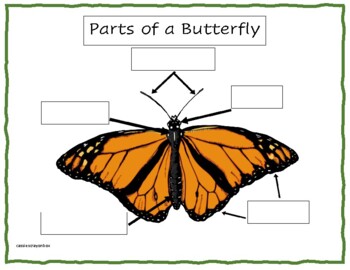 Parts of a Butterfly **FREE** by Cassie's Crayon Box | TpT