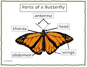 Preview of Parts of a Butterfly **FREE**
