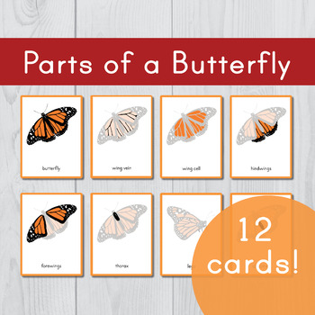 Preview of Parts of a Butterfly • Montessori Nomenclature Cards • Three Part Cards