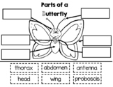 Parts of a Butterfly Worksheet