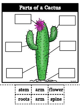 Внешнее строение кактуса сыча. Parts of a Cactus. Кактус состоит из. Буква к в виде кактуса. Parts of the Plant Worksheets.