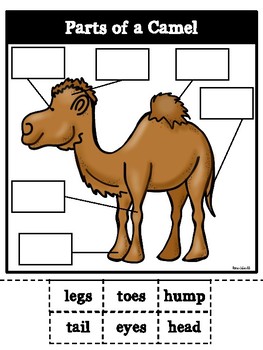 Parts of a Camel by Rae Elliott | TPT