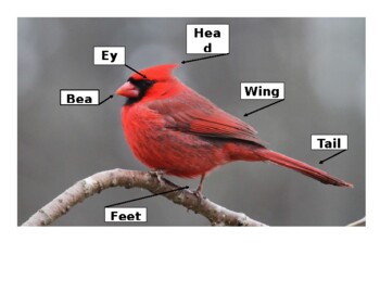 Preview of Parts of a Cardinal Dnealian