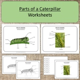 Parts of a Caterpillar Butterfly Study Montessori Preschoo