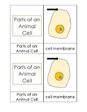 Parts of a Cell 3-Part Cards and Descriptions