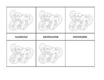 Preview of Parts of a Cell - 3 part cards