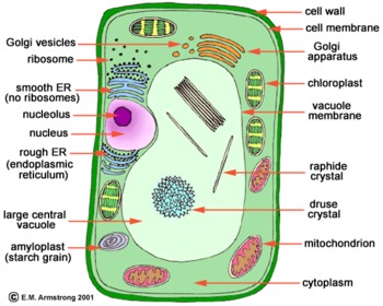 Preview of Parts of a Cell Food Lesson